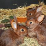Example Of Rabbit Breeding Age Limit And Pointers To Remember! Video Download!