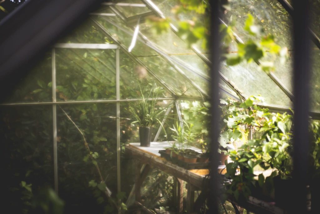 Recreate Wild Conditions When Growing Mint In A Greenhouse