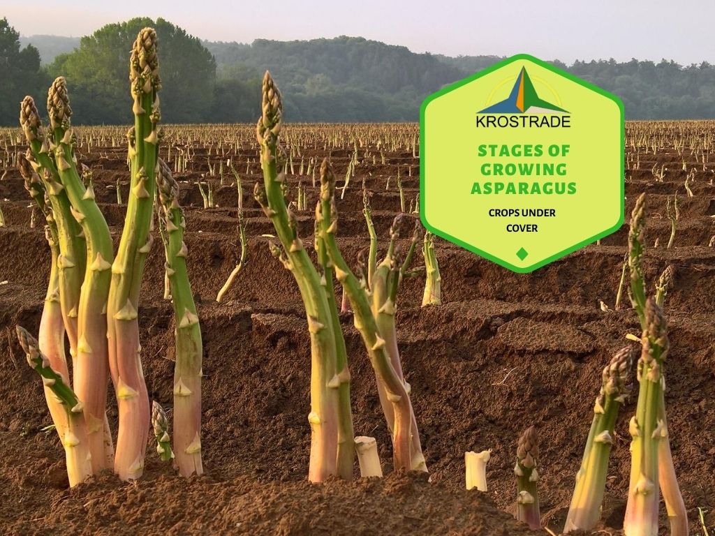 Stages of Growing Asparagus. Learn Step By Step