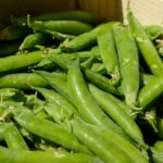 Example Of Sugar Snap Peas Companion Plants! Video Download!