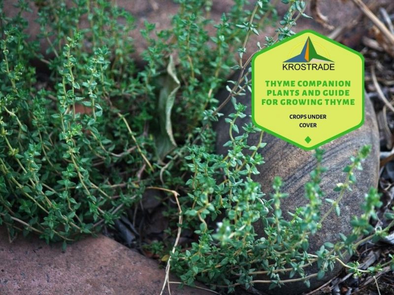 What Are Thyme Companion Plants