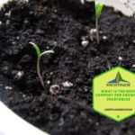 What Is The Best Compost For Growing Vegetables - Krostrade