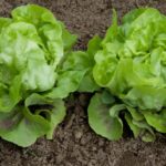 What Is The Temperature For Growing Lettuce From Seed In The Greenhouse