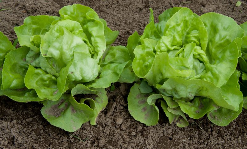 What Is The Temperature For Growing Lettuce From Seed In The Greenhouse