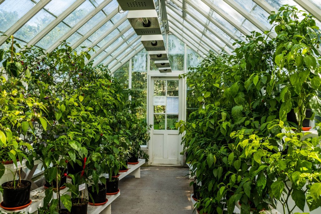 What To Know When Growing In A Greenhouse
