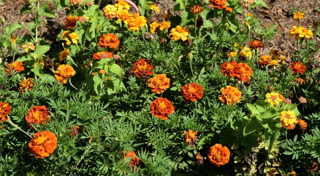 When Can I Start Growing American Marigold Seeds In Massachusetts In A Greenhouse