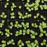 When Is It Safe To Start Growing Seeds In Polytunnel? 2 Bonus Tips!