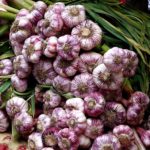 When To Plant Garlic In the UK For Profit? 3 Bonus Answers!