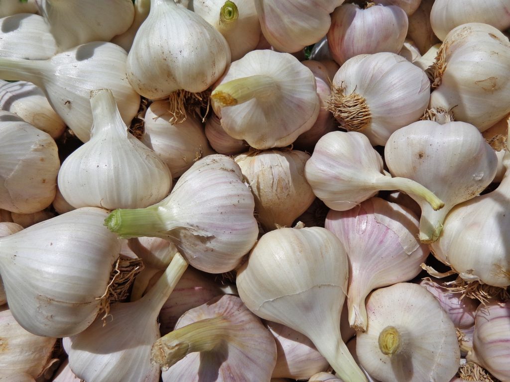 When To Plant Garlic In Nebraska For Success