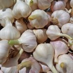 When To Plant Garlic In The UK With 4 Powerful Tips?