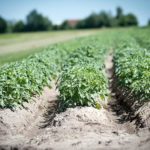 When Is The Best Time To Plant Potatoes In The UK Explained?