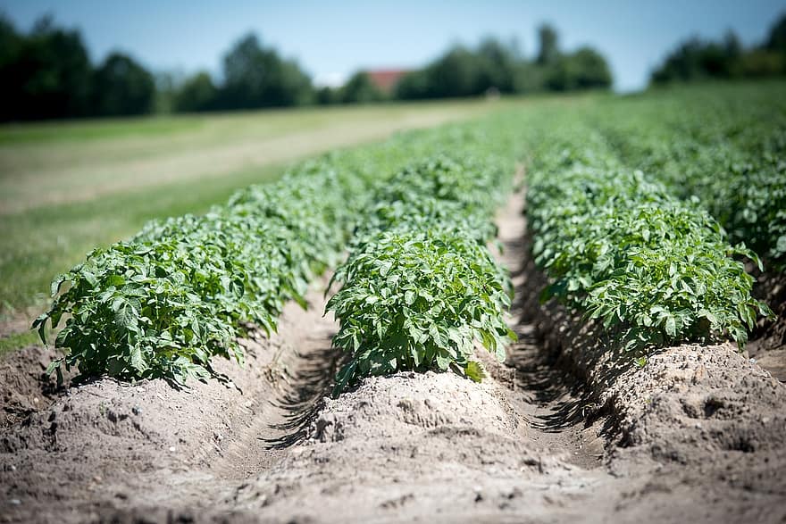 When To Plant Potatoes In Southern California