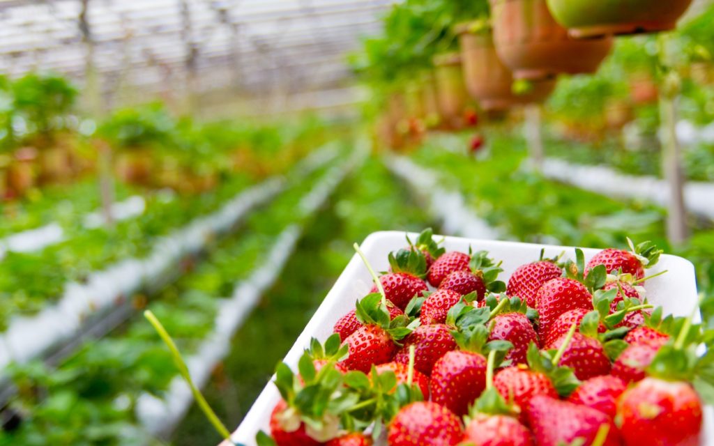 When To Plant Strawberries In Nebraska For Success