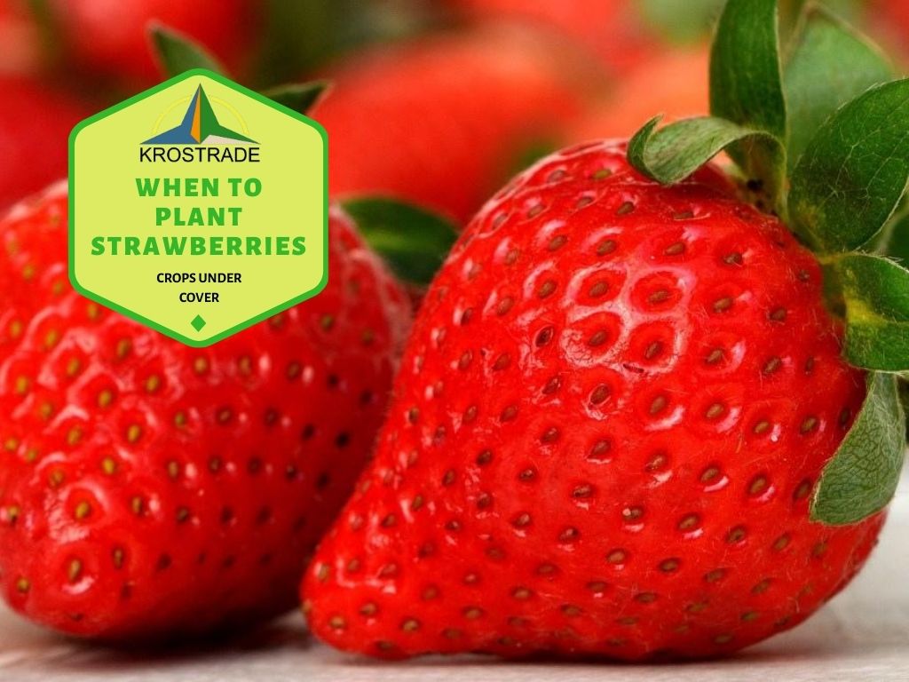 What Are The Best Strawberries To Plant?
