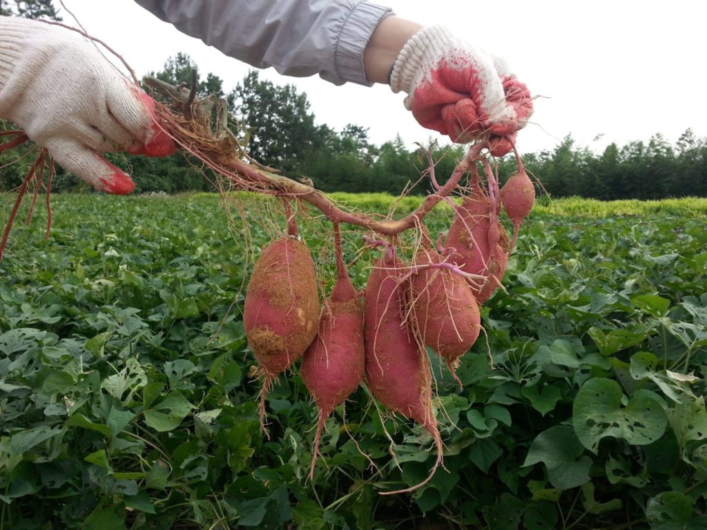 When To Plant Sweet Potatoes In Idaho