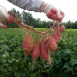 How And When To Plant Sweet Potatoes In The UK?
