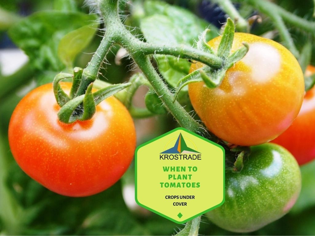 When Should Tomatoes Be Planted?