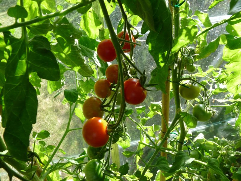 When To Start Growing Tomatoes In Greenhouse