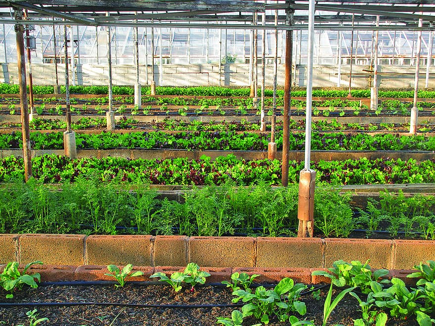 When To Start Growing Vegetables In A Greenhouse