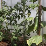 Why Does My Mini Polytunnel Smell Weird? 3 Secret Clues!