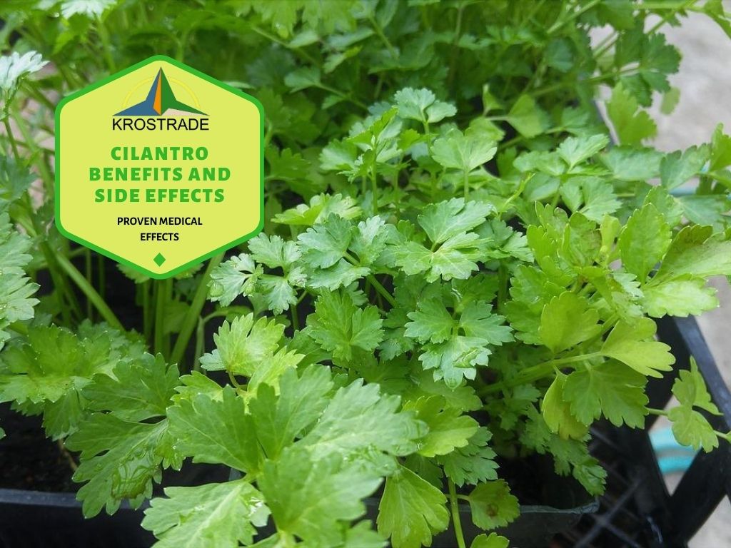 What Are The Benefits of Cilantro?