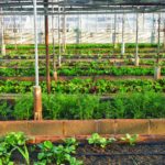 how much does a small family greenhouse business make
