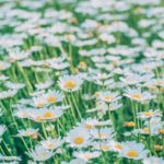 how to divide Shasta daisies