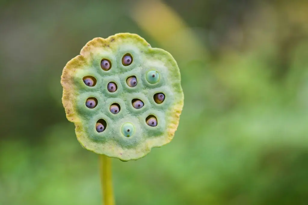 how to plant lotus seeds