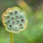 How to Plant Lotus Seeds? 5 Powerful Tips!