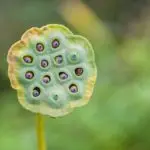 how to plant lotus seeds