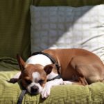 Why Does My Dog Sleep On My Pillow? 7 Intriguing Reasons!