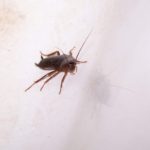 How to treat air mattresses for bed bugs
