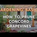 How to Prune Concord Grapevines? 4 Special Tips!