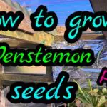 How To Grow Penstemon From Seed In The UK In 3 Easy Steps?