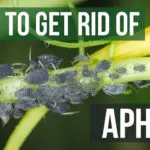 How To Remove Aphids From Kale? 4 Essential Tips!
