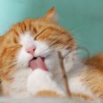 Why Does My Cat Lick My Blanket Explained In 3 Tips?
