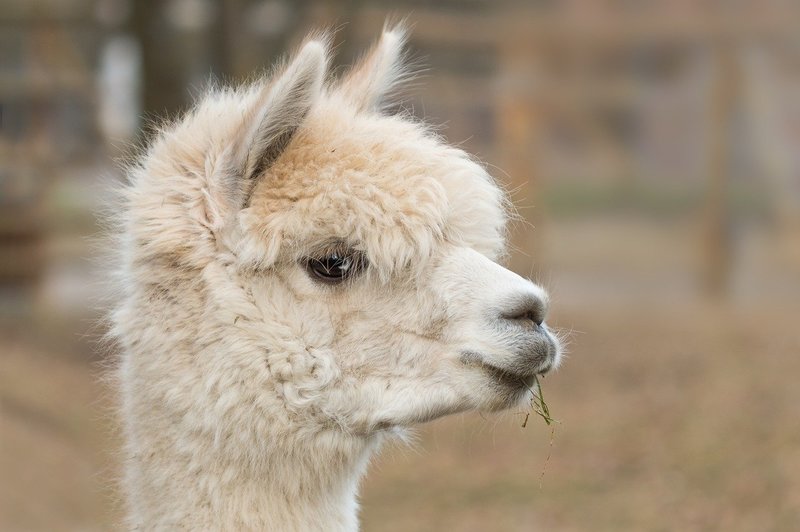 how much does an alpaca blanket cost