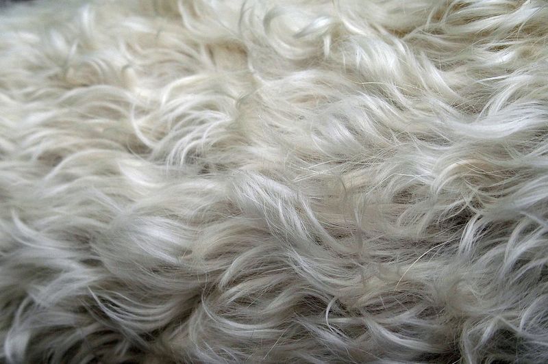how to get dog hair out of a blanket