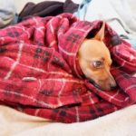 Free Guide Of How To Get Dog Smell Out Of Blanket?
