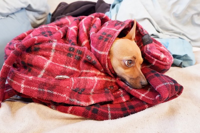 how to get dog smell out of blanket